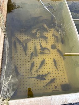 Nástražní rybky - 3