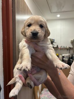 Zlatý retrívr bez PP - 3