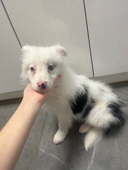 Border kólia šteniatka - 3