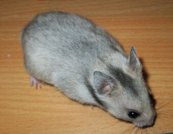 Křeček syrský - mláďata - 3