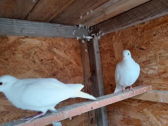 Prodám bílé hrdličky chechtavé - 3