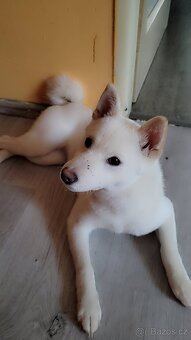 Shiba inu - 3