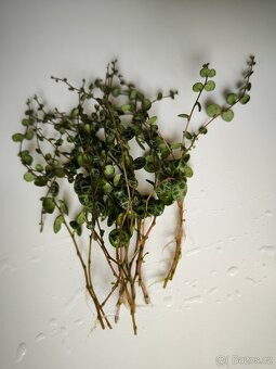Peperomia prostrata - 3