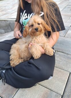 Cavapoo - 3