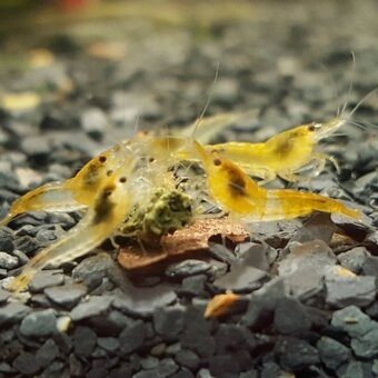 Krevetky - Neocaridina Orange Sakura light - 3