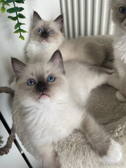 Nádherní 3 kocourci Ragdoll bez pp - 3