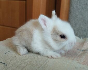 Zakrslý Teddy králík, králíček - 3