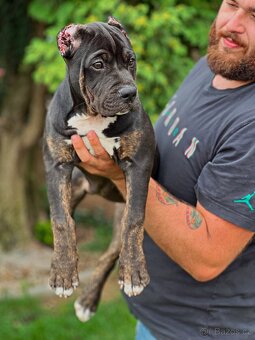 American bully xl/xxl Pitbull xxl - 3