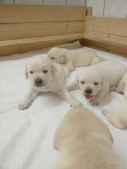 Štěňátka labradorského retrievera - 3