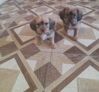 Štěňátka - 3
