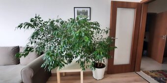 Pokojové rostliny: Zamiokulkas (Zamioculcas), Fíkus (Ficus) - 3