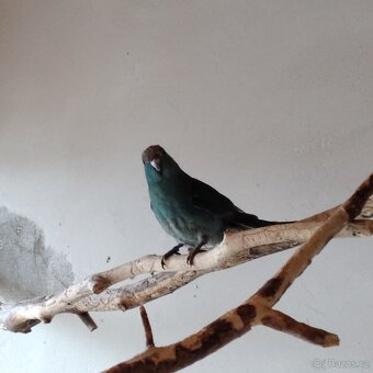 Kakariki rudočelý - 3