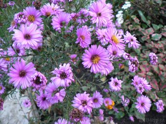 TRVALKY, SKALNIČKY, BYLINKY - 3