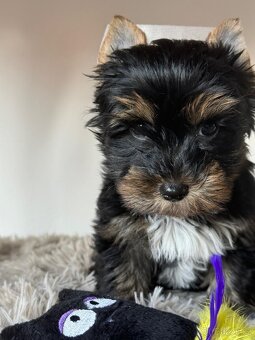 Jorkširský teriér s pp - 3