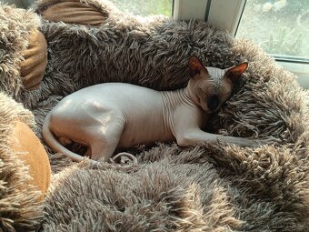 SPHYNX koťata bez PP - 3