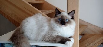 Ragdoll s pp - 3