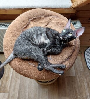 Cornish Rex - 3