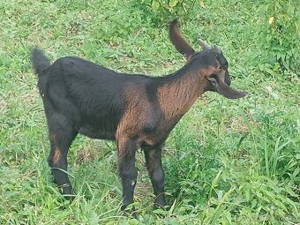 Kozičky,kozlik anglonubijsky - 3