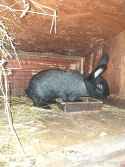 Pprodej králíků - 3