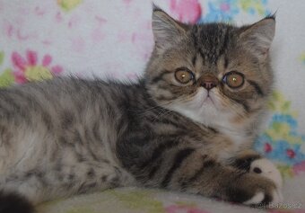 Exotický kocour - 3