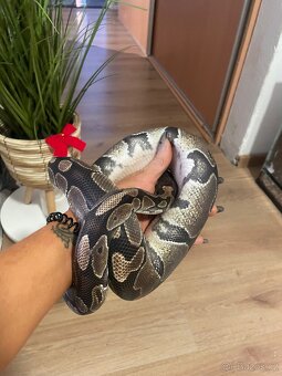 Krajta královská(samice) + kompletně vybavené terarium - 3