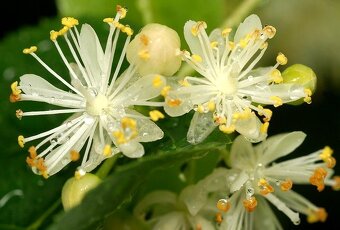 Lípa, stromky, stromy, okrasné stromy - 3