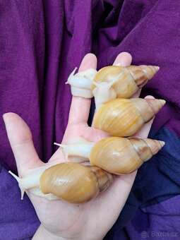 Lissachatina fulica full - africký šnek - 3