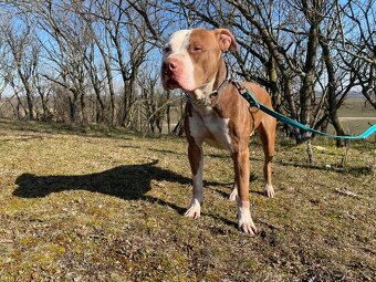 Americký pitbullteriér - 3