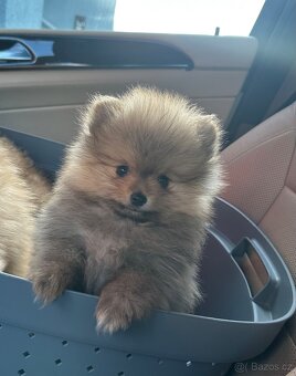 Pomeranian - 3