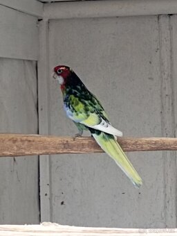 Rosela pestrá černomodrá - 3