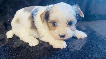 Yorkšírský teriér, Yorkshire, Biewer - 3