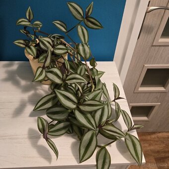 Tradescantia Zebrina Bosse - 3