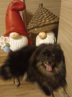 Pomeraniani s PP - 3