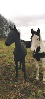 Letošní hříbata po barokním hřebci Bonte Monte - 3