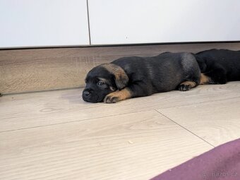 Štěňátka rotvajler x černý pes atletické postavy - 3