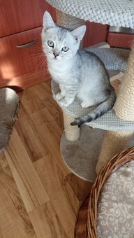 Britská koťátka s PP - 3