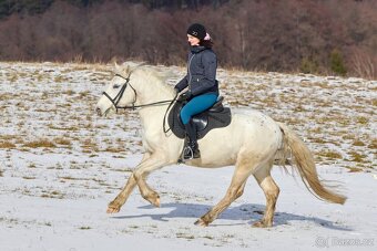 Pony valach na prodej - 3