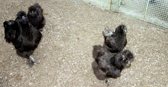 Hedvábnička velká - 3