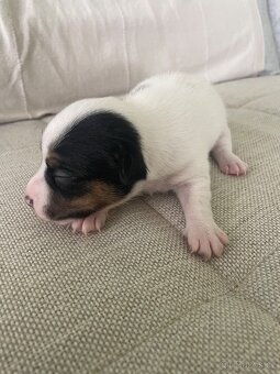 Jack Russel terier - 3