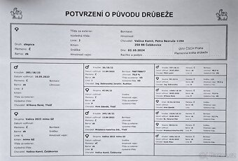 kuře České zlaté kropenky - 3