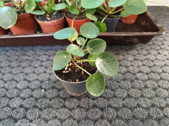 Pilea peperomioides - 3
