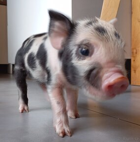 Kune Kune - selátka - 3
