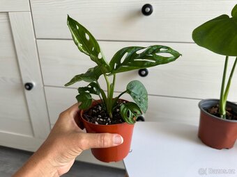Monstera, cena za 3 rostliny 360 Kč. - 3