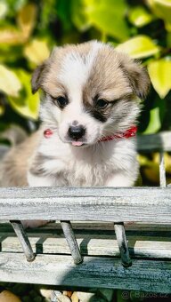 Welsh Corgi Pembroke - 3