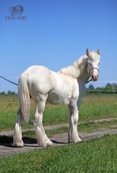 Irský cob/Tinker/Gypsy cob - 3