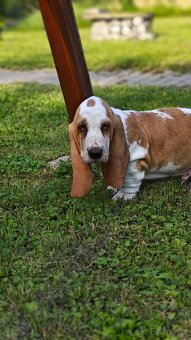 BASSET HOUND - 3