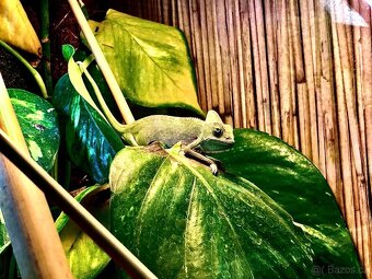 chameleon jemenský samci - 3