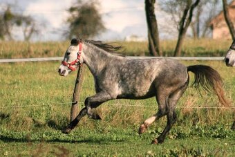 4letá pony klisna, 110kvh - prodej či bezplatný pronájem - 3
