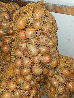 Brambory a cibule na uskladnění - 3