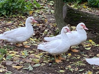 Kachna pižmová letošni odchov. - 3